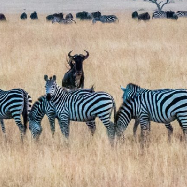 8 DAYS COMBINED KENYA & TANZANIA BUDGET SAFARI